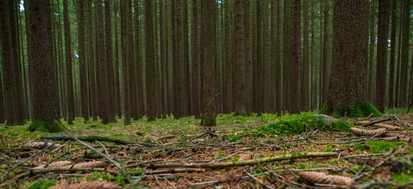 Trees growing in forest