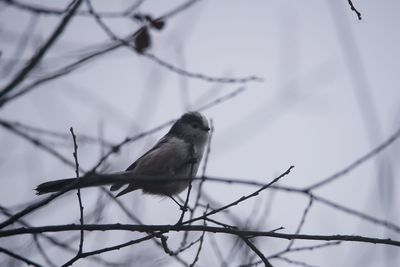 Low angle view of bird perching on branch