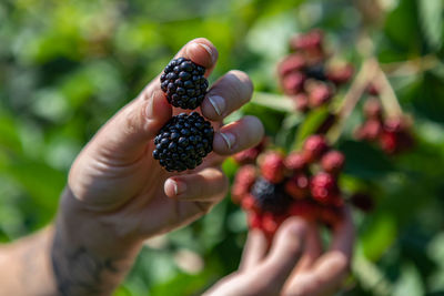 Close-up of hand holding fruit