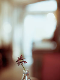 Close-up of vase on table at home