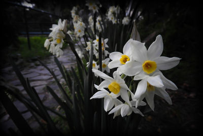 Close-up of white flowers blooming outdoors