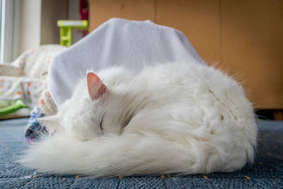 Close-up of a cat resting at home