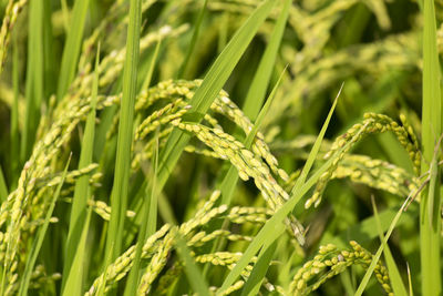 Close-up of crops growing on field