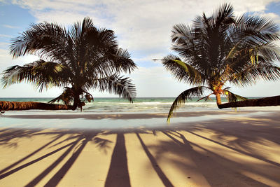 Palm trees on beach against sky
