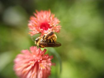 Close-up of honey bee on flower