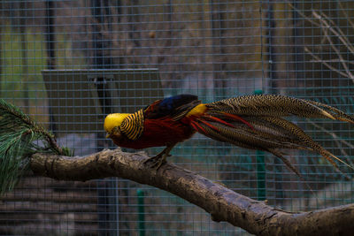 Close-up of parrot perching in cage