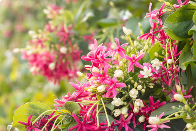 Close-up of pink flowering plants