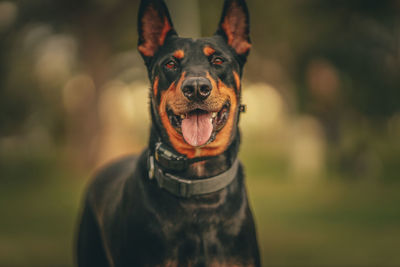 Close-up portrait of a dog outdoors