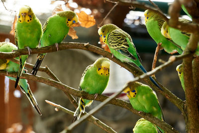 Budgerigars perching on branch