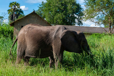 An african elephant grazing in front of a house in mikumi national park