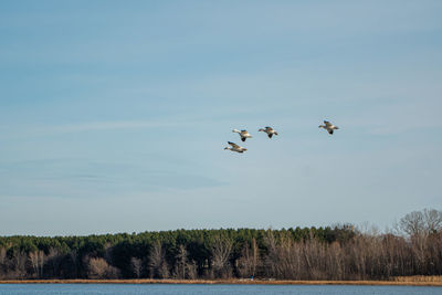 Flock of geese flying