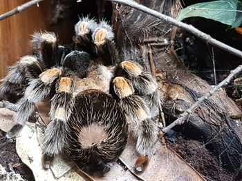 High angle view of crab