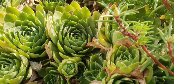 Close-up of succulent plant