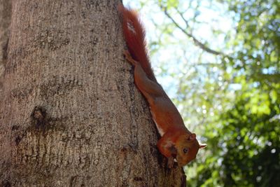 Close-up of squirrel on tree trunk