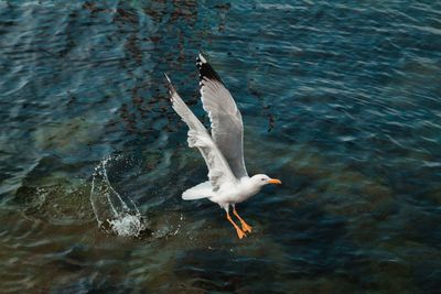 Seagull flying over lake