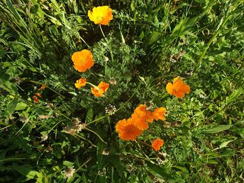 High angle view of orange flowering plants on field