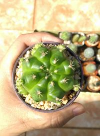 Close-up of hand holding cactus outdoors