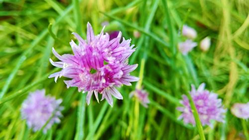 Close-up of purple flower blooming outdoors