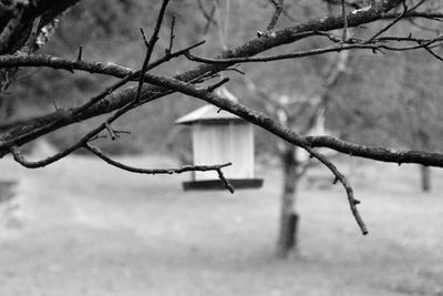 Close-up of snow on twig