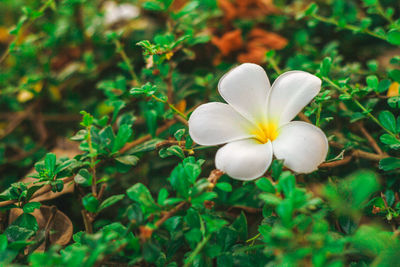 Close-up of white flowering plant on field