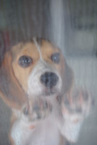 Close-up portrait of a dog