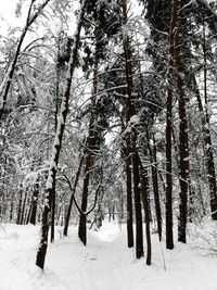 Trees in forest during winter