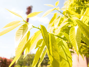 Close-up of fresh green leaves