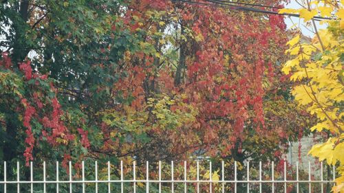 Trees in park