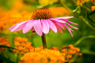 Close-up of coneflower blooming outdoors