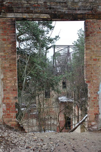 Trees in abandoned building