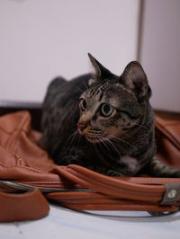 Close-up of a cat looking away