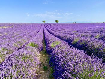 Purple flowering plants on field