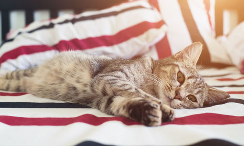 Cat sleeping on bed