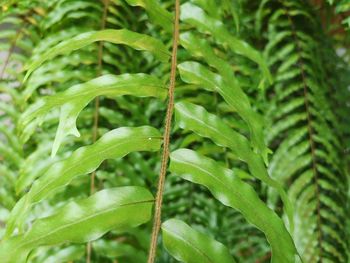 Close-up of wet leaves on plant