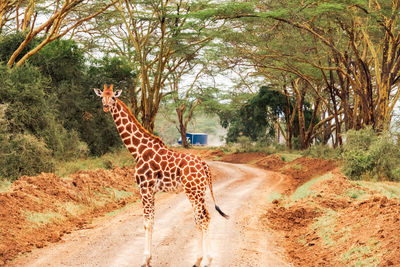 Rothschild giraffe on a dirt road with a vehicle approaching amidst acacia trees, lake nakuru, kenya