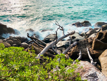 Plants growing on rock in sea