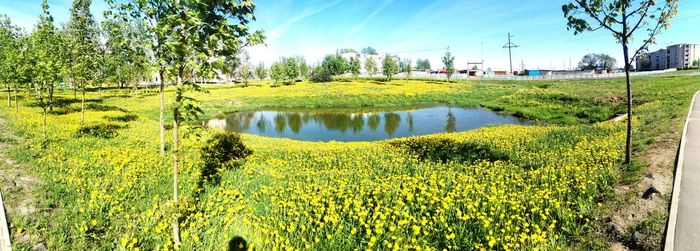 Plants growing on field