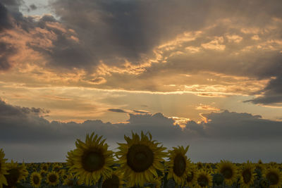 Scenic view of flowers against sky