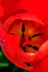 Close-up of wet red rose flower