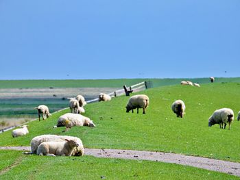 Sheep grazing on a dyke