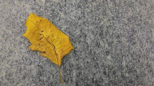 High angle view of maple leaves on road