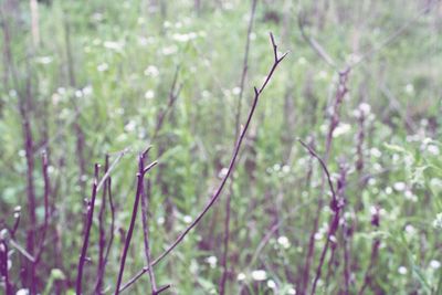 Close-up of plant growing on field