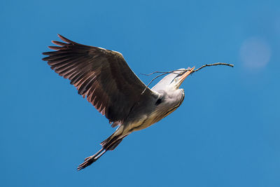 Grey heron in flight to its nest