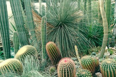 Close-up of cactus growing on field