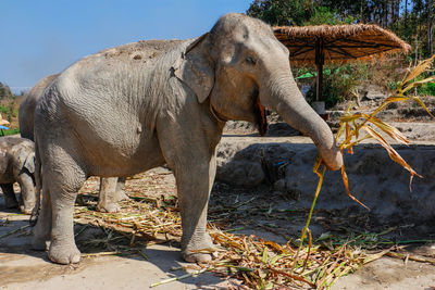 Elephant standing by tree against sky