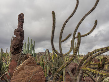 Lanzarote in spain