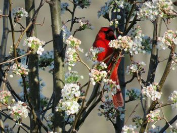 Low angle view of apple blossoms in spring