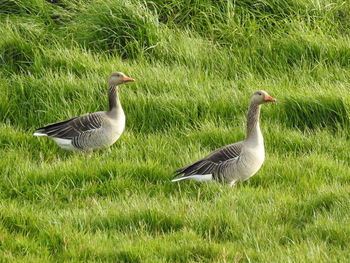 Duck on grass