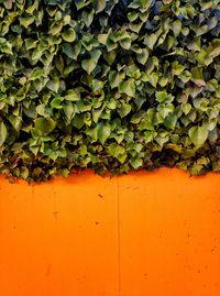 Full frame shot of ivy growing on wall