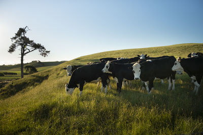 Cows on field against sky